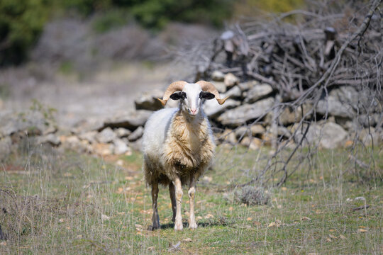 a sheep in Croatia with beautiful horns