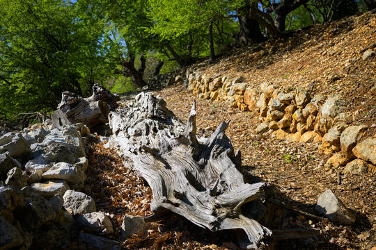 Old tree trunk lying on the ancient roman road near Beli