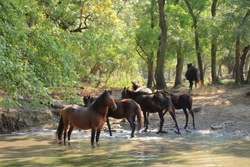 Wild horses drinking in Letea forest from Danube Delta in Romania