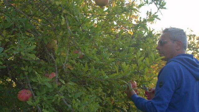A man with glasses picks a fruit from a tree, strokes it with his hand into the basket. Sunlight through the leaves of a tree. Farming activities in the village. IT, Borgagne, 7.10.2021 