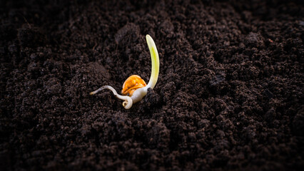 Germinated corn in dark fertile soil close-up - obrazy, fototapety, plakaty