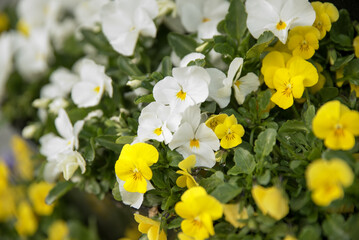Decorative flower pots with spring flowers viola cornut bright purple and yellow, purple yellow pansies. colorful flowers outdoors in pots