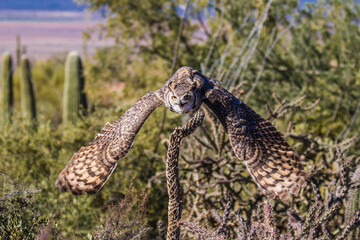Fototapeta premium Great Horned Owl perched on a branch then taking flight with wings outspread