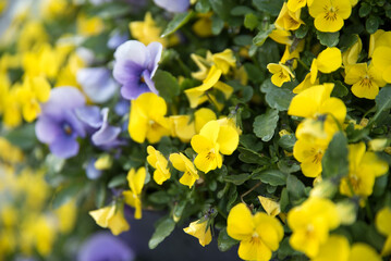 Obraz premium Decorative flower pots with spring flowers viola cornut bright purple and yellow, purple yellow pansies. colorful flowers outdoors in pots