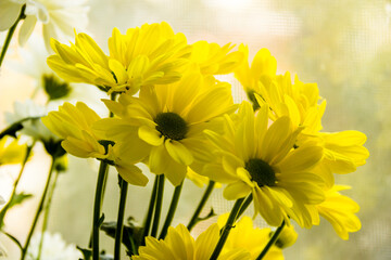 a blossoming flowers of chrysantemum