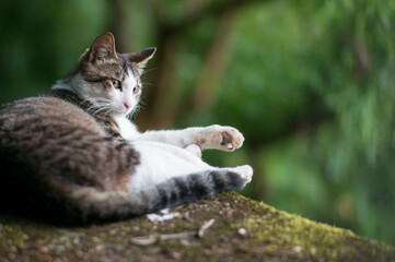 Wild cat living in a Japanese forest