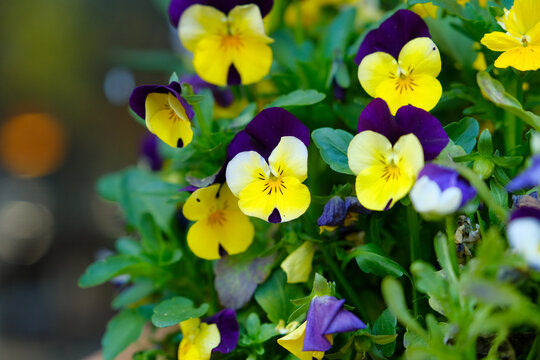 Decorative flower pots with spring flowers viola cornut bright purple and yellow, purple yellow pansies. colorful flowers outdoors in pots