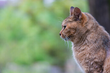 Fototapeta na wymiar Wild cat living in a Japanese forest