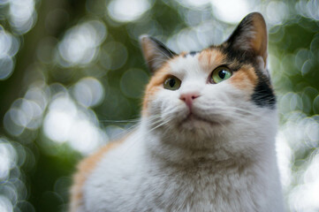 Wild cat living in a Japanese forest