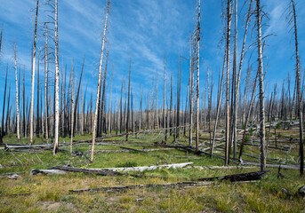 Forest on fire at Yellowstone National Park