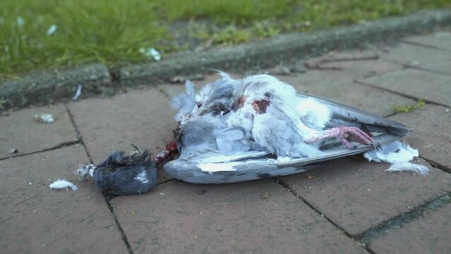 Disgusting killed pigeon lying on the pavement on it's back. Dead corpse with bloody head, red claws and teal feathers isolated from green grass. 4k panning right.