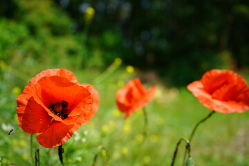 Obraz premium red poppy flowers