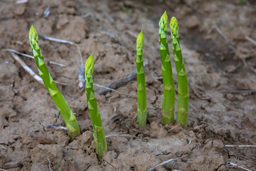 green asparagus sprouts on the field