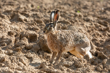 wildlife with a brown hare