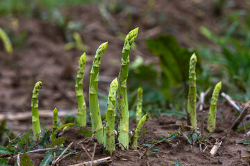 fresh green asparagus grow