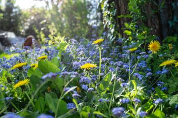 Beautiful blue flowers and yellow dandelions bloom in the garden, in the rays of the spring sun.