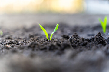 Young sprout of corn in the garden close-up. Rising corn germ at sunrise close up