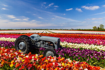 Field of tulips with old tractor near Keukenhof, The Netherlands