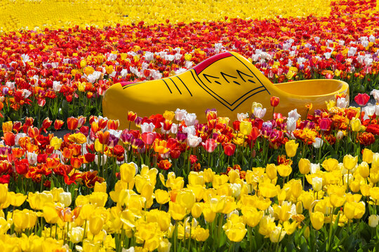 Field of tulips with clog near Keukenhof, The Netherlands
