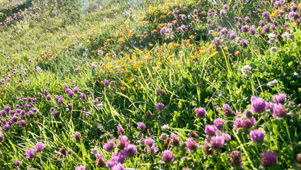 Flores silvestres púrpuras y amarillas en ladera de hierba