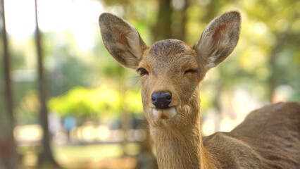 日本・奈良公園の子鹿のウィンク・暖かいお昼の自然公園