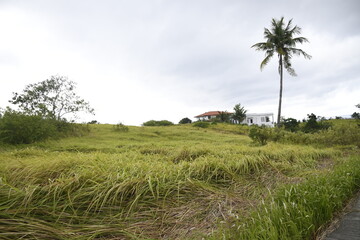 Obraz premium One tall coconut tree