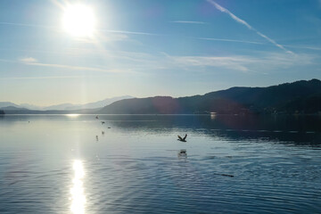 Naklejka na ściany i meble Ducks flying with wiew on Woerthersee from Poertschach in Carinthia, Austria. Calm lake reflecting the landscape. View on the Karawanks Alps and Gerlitzen. Sunset sunrise vibes. Wildlife, Freedom