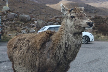 Fototapeta premium highland deer in car park scotland