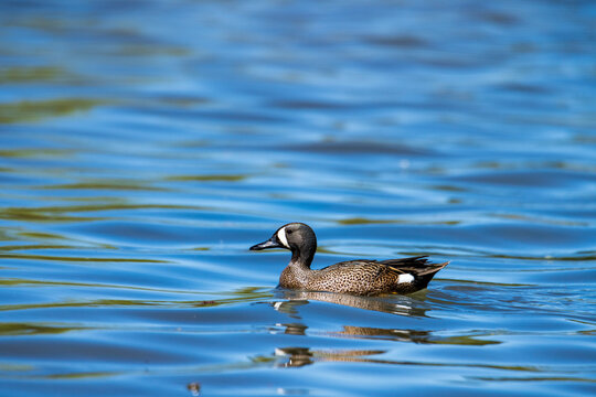 Wild blue-winged teal on a pound.