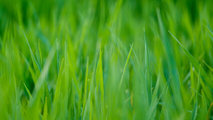 Fototapeta na wymiar Barley Green Grass Blurred Background. Nature Backdrop with Evening Agricultire Field Leaves