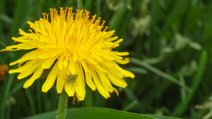 Grasshopper baby. Young grasshopper on a flowering dandelion. dandelion field of medicinal,yellow on which sits a small cricket.
