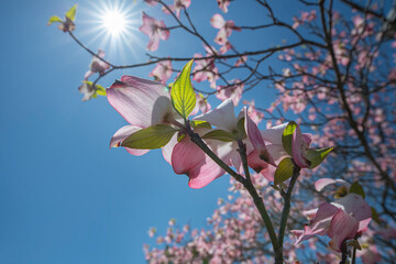 Bright sunlight illuminates the leaf and petals of a pink dogwood tree