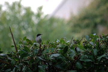 bird on a branch,bird, nature, animal, wildlife, branch, tree, wild,green,