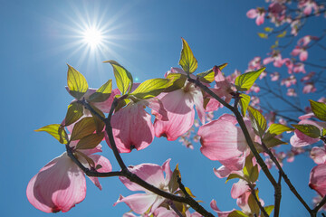 sunlight passes through the leaves and petals of a pink dogwood tree