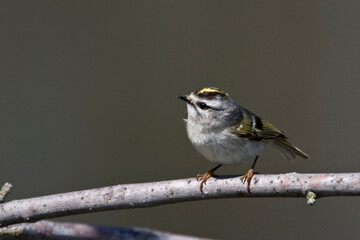 Golden-crowned Kinglet, Regulus satrapa, foraging in woodland
