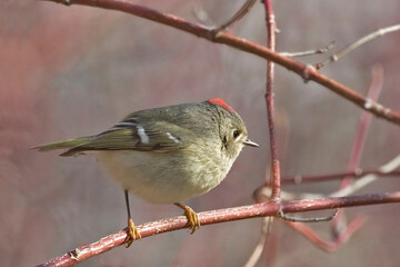 Ruby-crowned Kinglet, Regulus calendula, with crest displayed