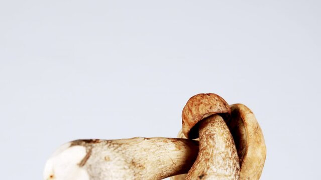 Edible mushroom. Freshly picked white brown birch bolete mushrooms. Leccinum scabrum.