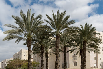 Fototapeta na wymiar Low angle view of Date palm tree with ripe date fruits near facade of modern building in Israel