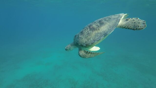 Slow motion, Big Sea Turtle takes a breath and dives to the deep on sandy bottom covereg with green sea grsss. Green Sea Turtle (Chelonia mydas). Red Sea, Egypt