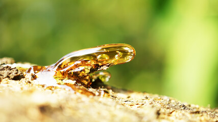 Solid amber resin drops on a  tree trunk.