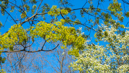Spring tree with young light green foliage with blue sky. Space for text. Young leaves background. Springtime.