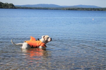 American Staffordshire swimming