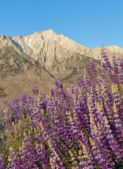 Field of wild blue lupine flowers at sunrise in front of the Eastern Sierra Nevada mountains