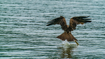 A fish breaks free of the eagle's claws
