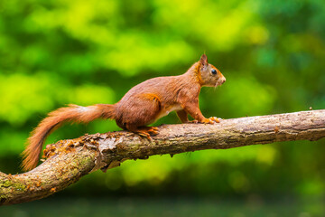 Curious Eurasian red squirrel, Sciurus vulgaris, running and jumping through trees in a forest