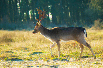 Fallow deer stag Dama Dama with big antlers foraging in a dune landscape