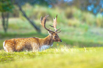 Naklejka na ściany i meble Fallow deer stag rut during Autumn season.