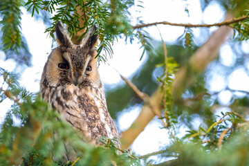 Long eared owl Asio otus, bird of prey perched in a tree