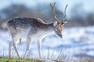 Naklejka na ściany i meble Fallow deer stag Dama Dama foraging in Winter forest snow