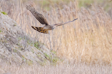 Hen harrier Circus cyaneus hunting
